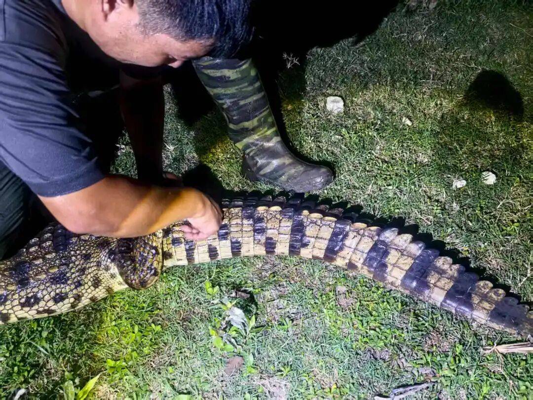 皇冠信用网需要押金吗_武汉发现5条鳄鱼皇冠信用网需要押金吗,已“落网”!系人为放生