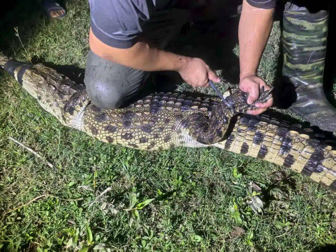 皇冠信用网需要押金吗_武汉发现5条鳄鱼皇冠信用网需要押金吗,已“落网”!系人为放生