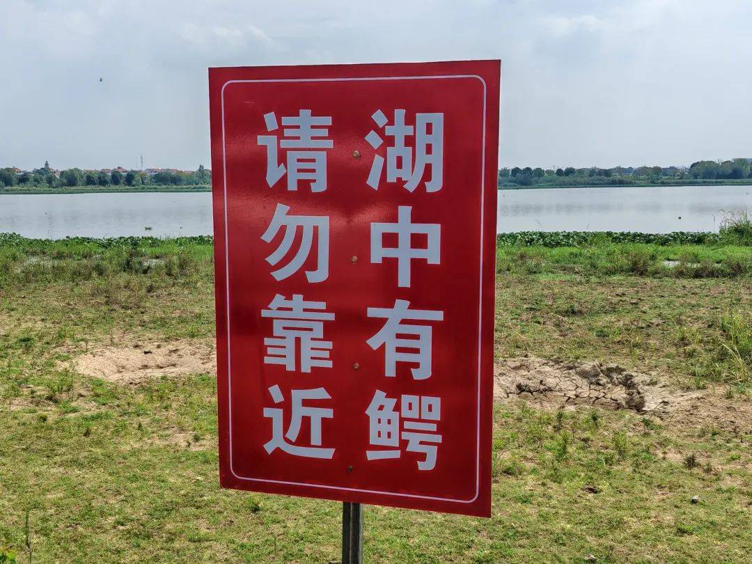 皇冠信用网需要押金吗_武汉发现5条鳄鱼皇冠信用网需要押金吗,已“落网”!系人为放生