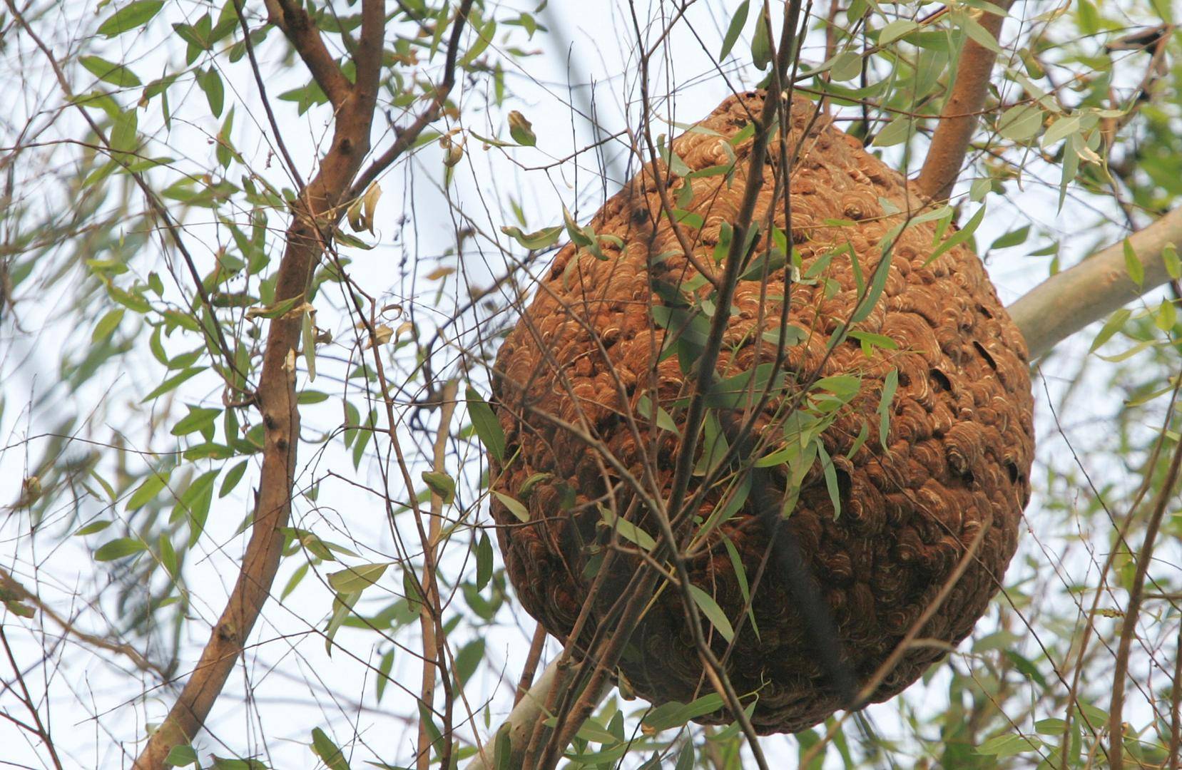 世界杯足球赛程_两儿童遭蜂群蜇伤身亡世界杯足球赛程,养蜂人涉过失致人死亡被立案!胡蜂养殖监管存模糊地带