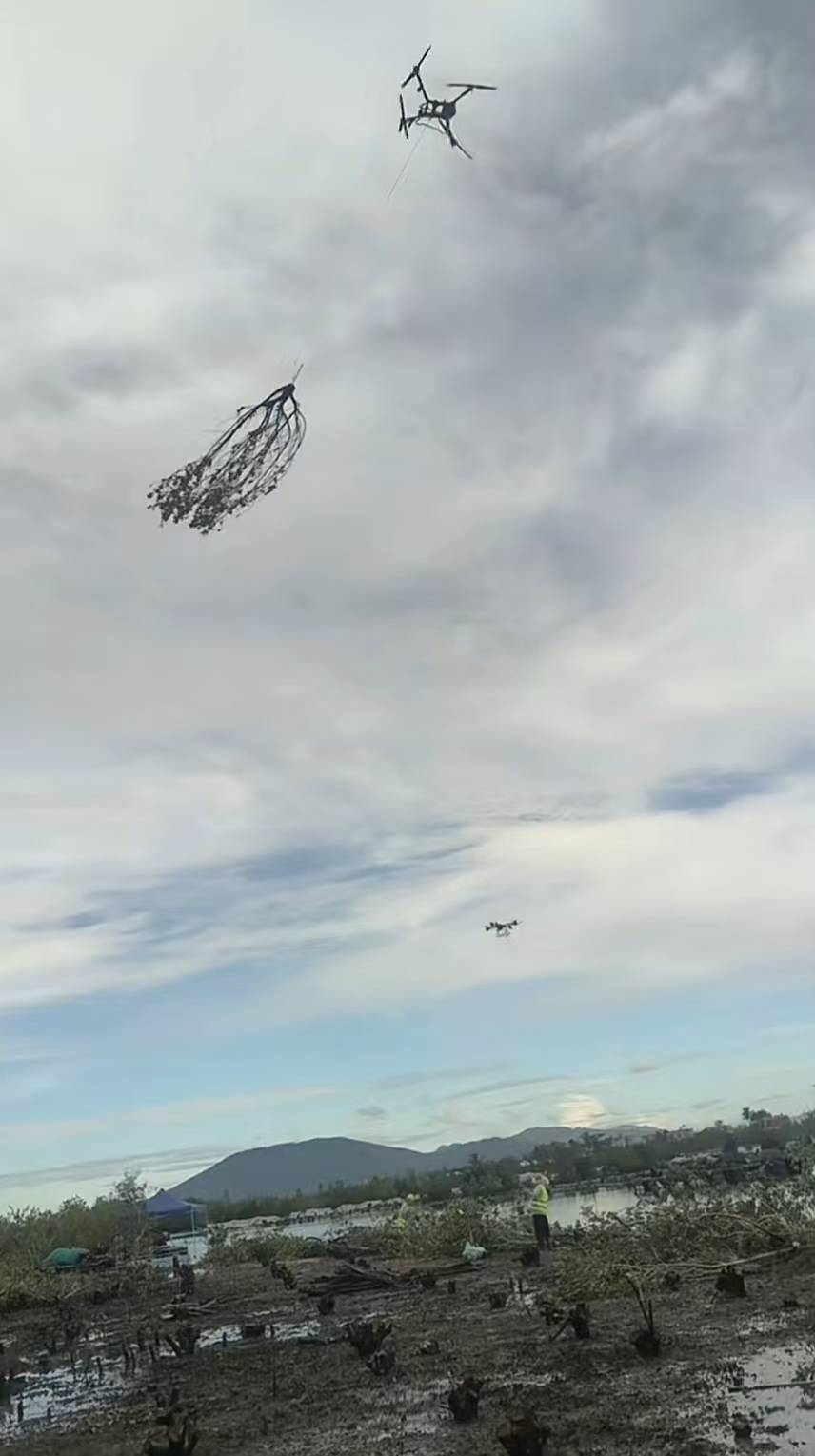 西班牙足协乙组联赛_海南一地红树林被砍?回应:砍伐红树林中外来物种西班牙足协乙组联赛,放任不管将对本土红树林造成危害