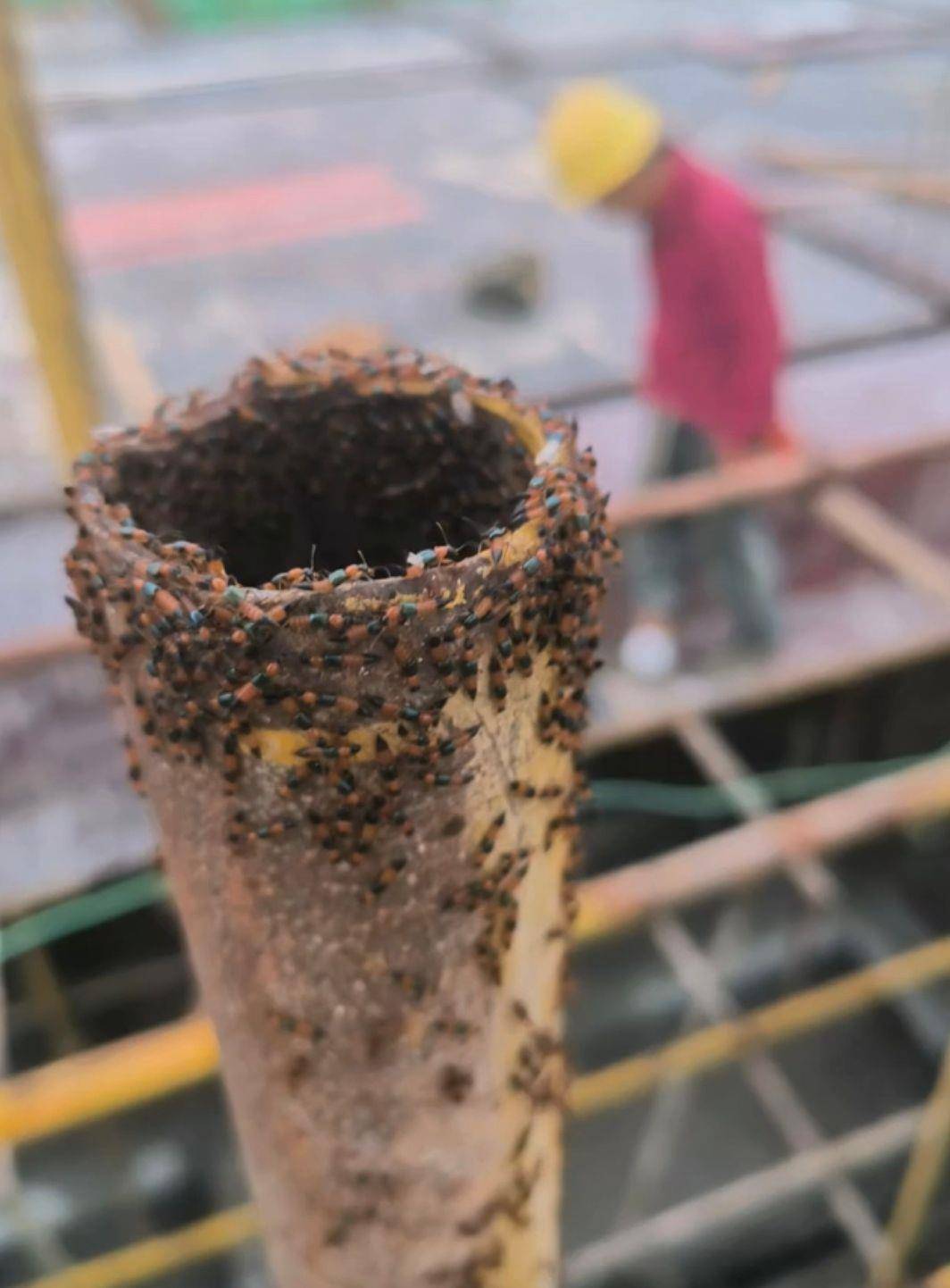 如何代理皇冠信用网_河南多地现“行走的硫酸”:洛阳一工地脚手架密密麻麻全是如何代理皇冠信用网,南阳4岁女童沾上它脖子红肿溃烂20余天未痊愈