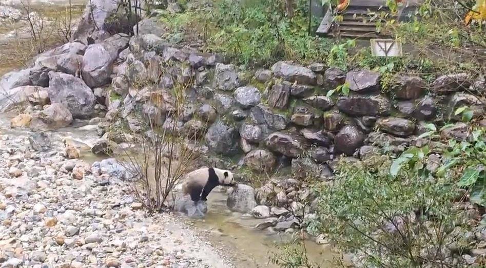 皇冠信用網押金多少_游客在陕西龙吟峡偶遇大熊猫过河皇冠信用網押金多少,景区:系纯野生秦岭大熊猫,今年首次发现