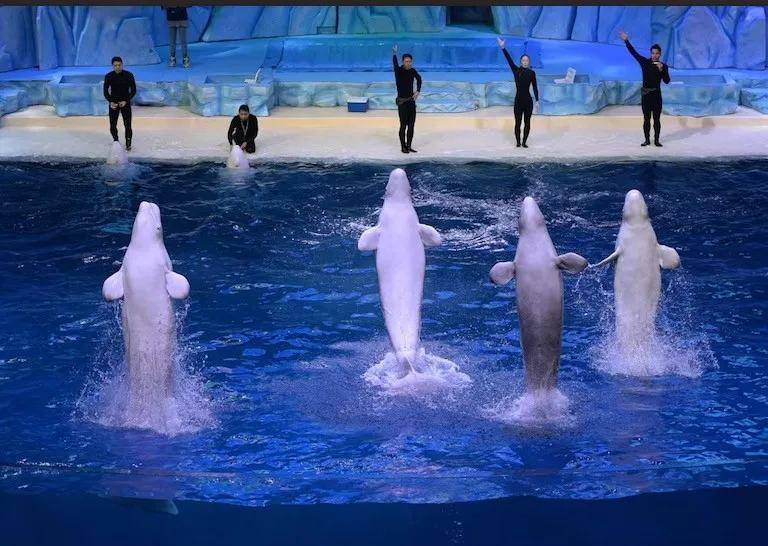 皇冠信用需要押金吗_宁愿全部安乐死皇冠信用需要押金吗，也不给中国？加拿大养不起30头白鲸，中国愿接手，然而...