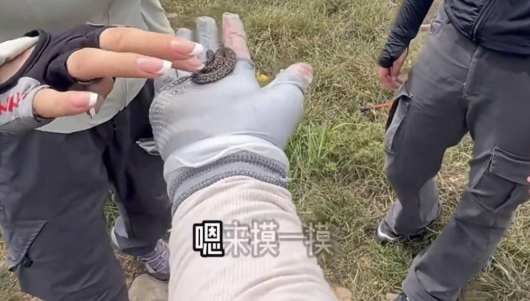 如何申请到皇冠信用網_驴友爬山捡到小蛇后轮流抚摸 专家：是短尾蝮蛇如何申请到皇冠信用網，有剧毒