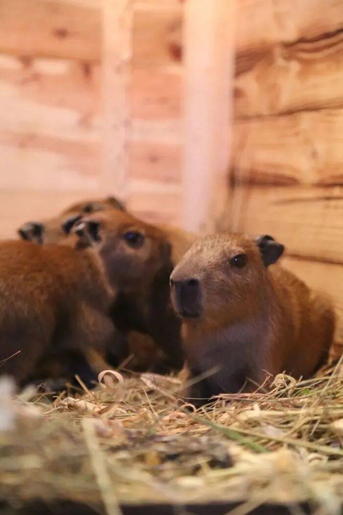 皇冠信用网平台_出生1小时就能独立行走皇冠信用网平台，济南动物园“果果”和“豚豚”的4只新生幼崽，周末和市民见面