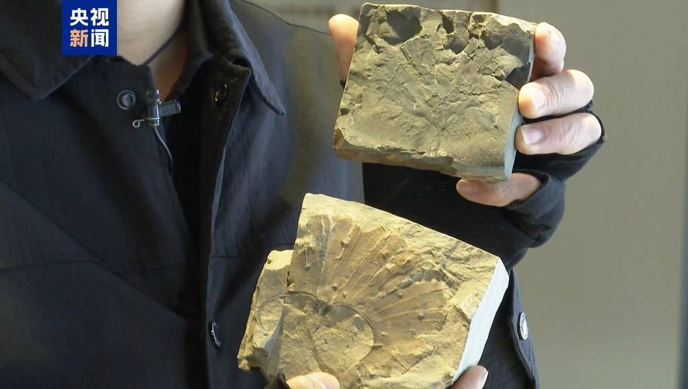 皇冠信用盘登123出租
_距今约2.8亿年皇冠信用盘登123出租
!山西阳泉矿区发现远古银杏化石