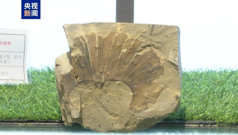皇冠信用盘登123出租
_距今约2.8亿年皇冠信用盘登123出租
!山西阳泉矿区发现远古银杏化石