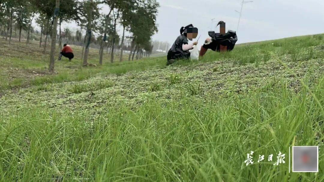 皇冠信用盘账号开通
_下雨也要挖皇冠信用盘账号开通
,有人跑遍武汉三镇!专家:不建议吃