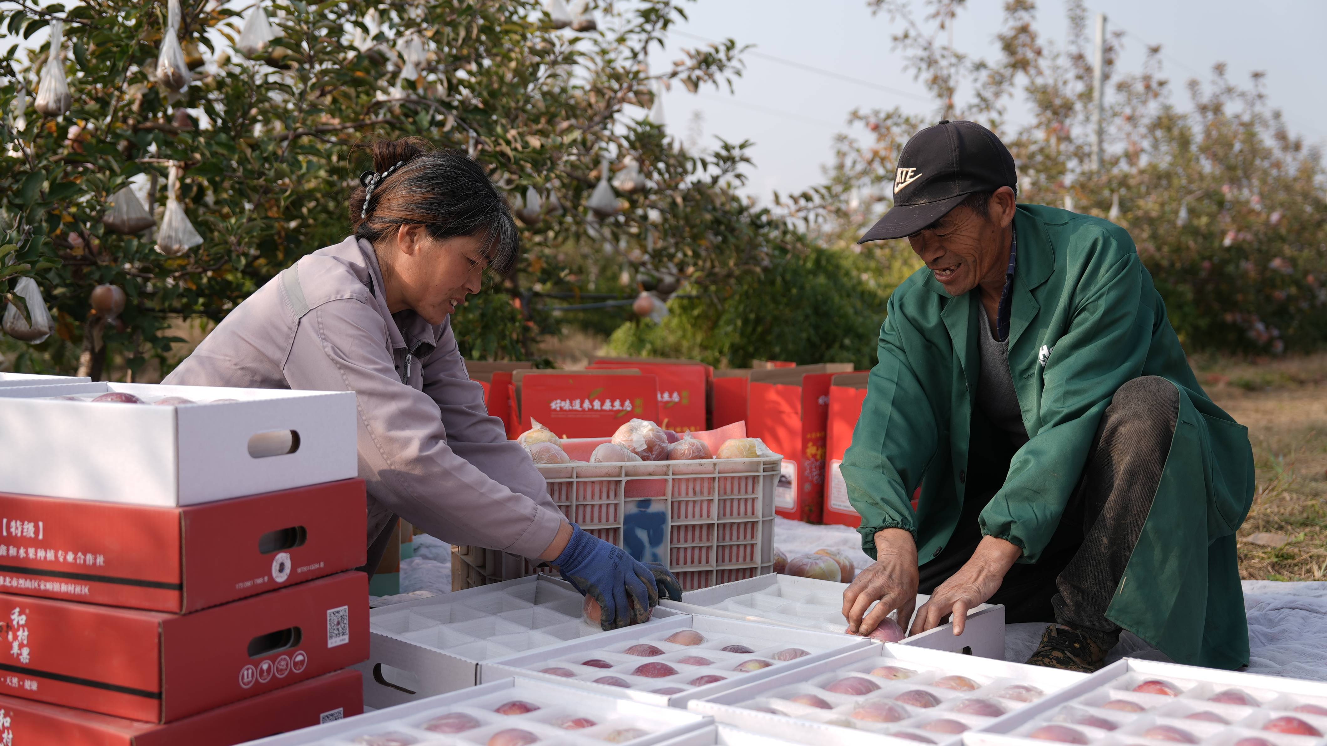 信用网怎么开户
_“淮北为啥不种橘子信用网怎么开户
?”果农:因为我们有更甜的王牌