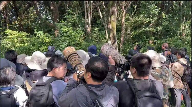 如何代理皇冠信用盘
_百年罕见!首次在上海被目击如何代理皇冠信用盘
,有人专门从北京“打飞的”赶来