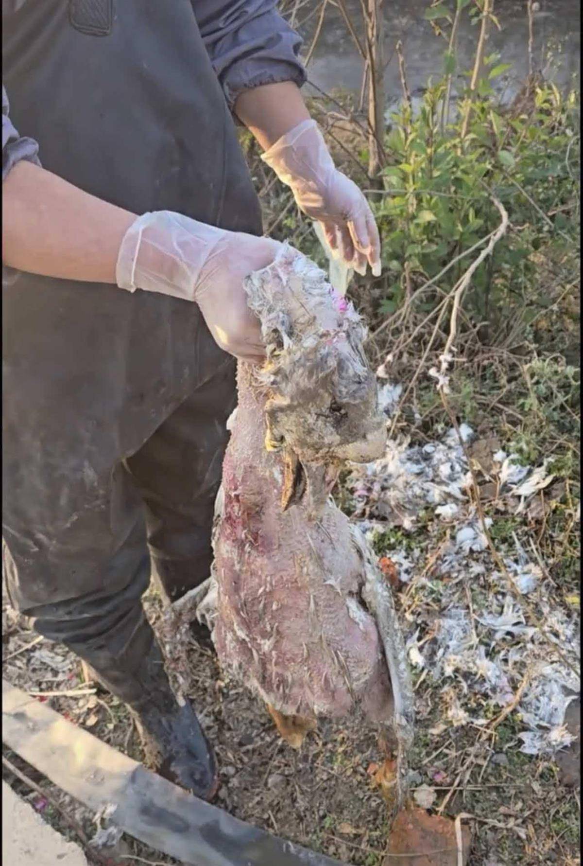 斯托克城vs西布朗_大鹅主人抽水追凶最新进展来了：深刨半米淤泥啥也不见斯托克城vs西布朗，或因厚草盖顶溺亡