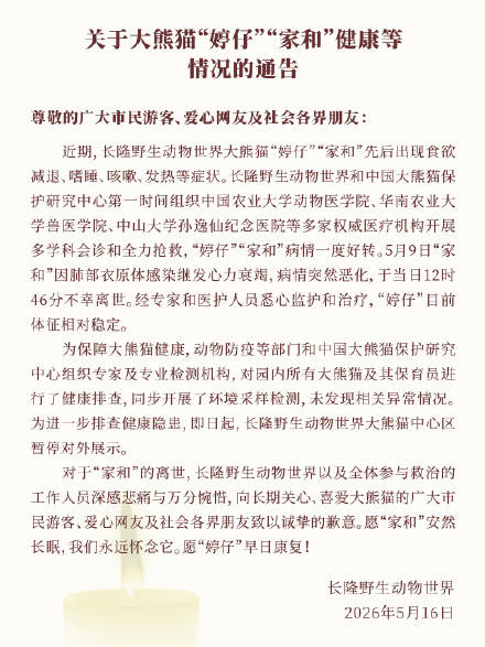达拉斯飞翼篮球
_广州长隆野生动物世界:大熊猫家和不幸离世达拉斯飞翼篮球
,大熊猫婷仔体征相对稳定